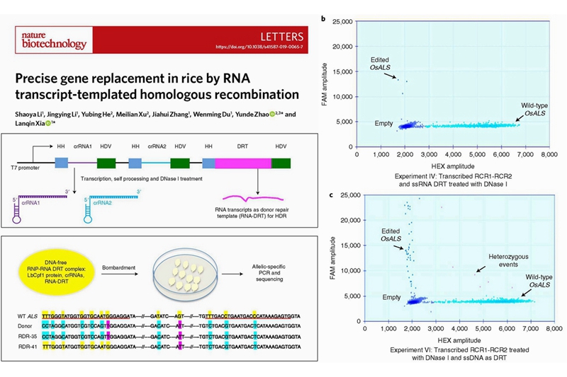 rna transcript templated homology directed dna repair enables precise gene replacement in rice institute of crop science chinese academy of agricultural sciences