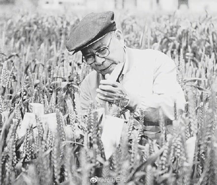 小麦遗传育种学家庄巧生院士逝世