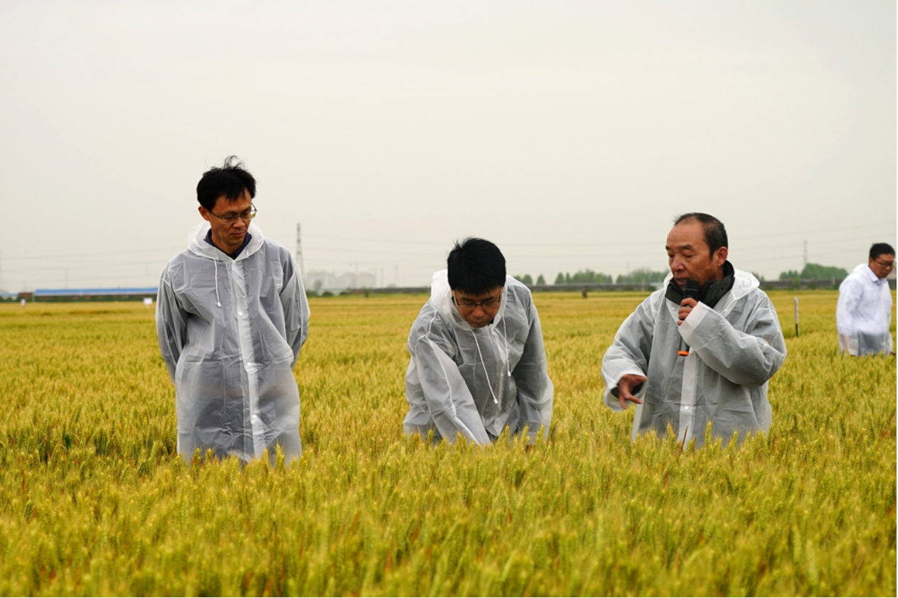 小麦-冰草种源创新助力小麦藏粮于技