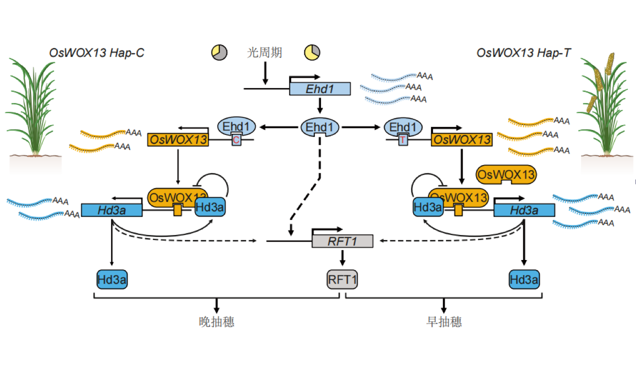 c93dfeb3-0fb8-4e2d-9030-deb1b2f50a3b.png
