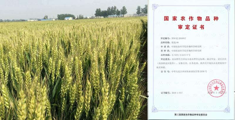 轮选99-田间_副本_副本.jpg 轮选99-田间_副本_副本.jpg